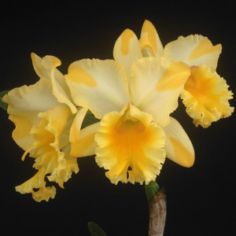 C TROPICAL POINTER X BLC WAIKIKI GOLD NBS