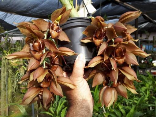 CATASETUM  FIMBRIATUM X SANGUINEUM  X DUPLICISCUTULA  - MUDA 5 A 10CM