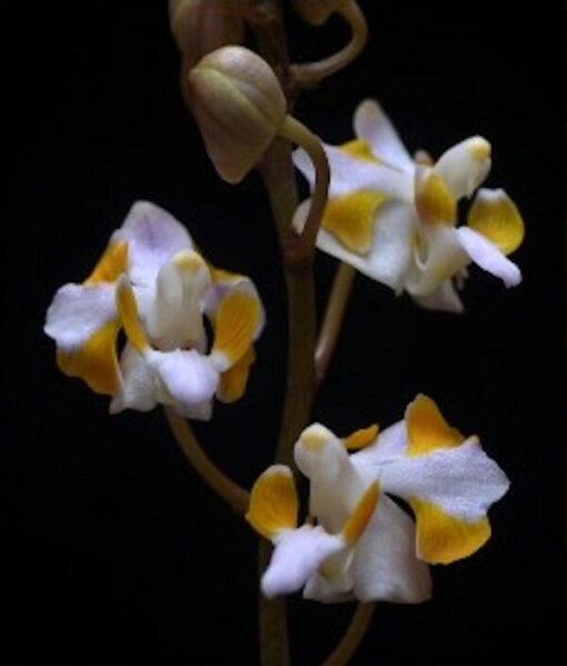 DORITIS PULCHERRIMA