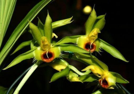 CATASETUM   OSCULATUM X PENANG  - MUDA 5 A 10CM