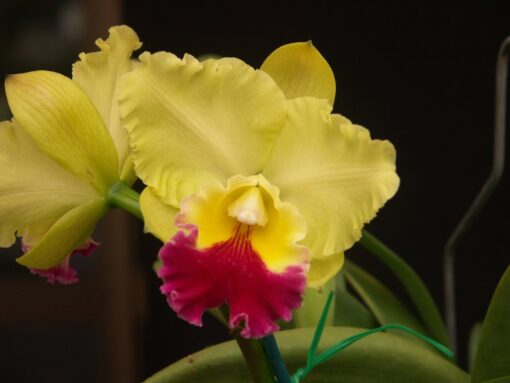 BLC. GOLDENZELLE " TAIDA" X BLC. TOSHIE AOKI "ROBIN" - CORTE ADULTO