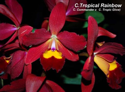 LC. TROPICAL RAINBOW  PRÉ ADULTA