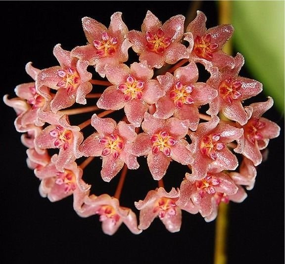 CAMPHORIFOLIA-1.jpg