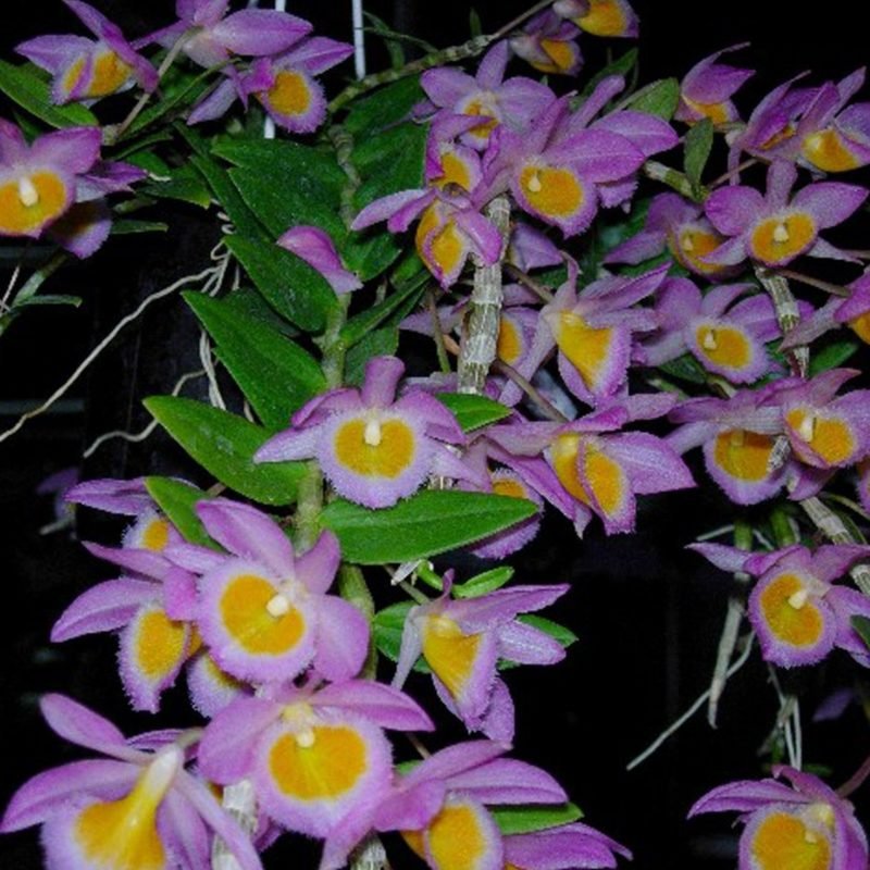 DENDROBIUM-LODDIGESII-1.jpg