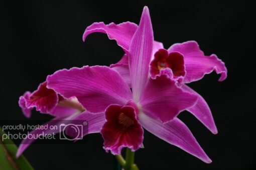 L.PURPURATA FLAMEA X PURPURATA RUBRA  PRÉ ADULTA