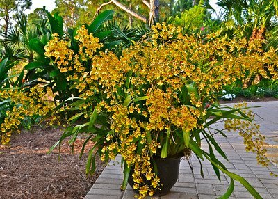 Oncidium-sphacelatum-orchid-S-1.jpg