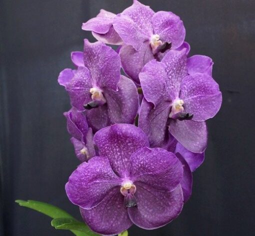 V. FUCH DELIGHT X DR. ANEK  PRÉ ADULTA