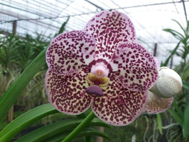 Vanda20kulwadee20fragrance20n20273-1.jpg