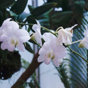a close up of a plant with white flowers