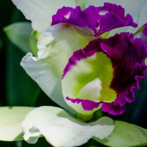 a close up of a purple and white flower