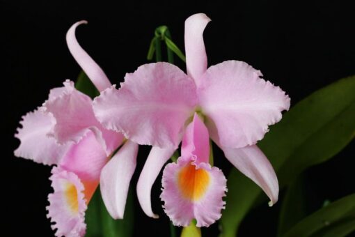 (C. MOTHER X LC. IRENE FINNEY) X C. SCHROEDERAE PRE ADULTA