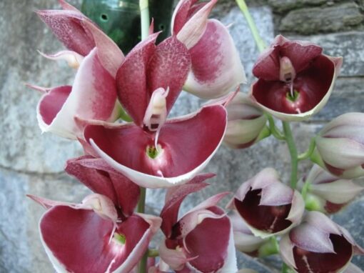 CATASETUM IMPERIALIS CHEFÃO  ADULTO