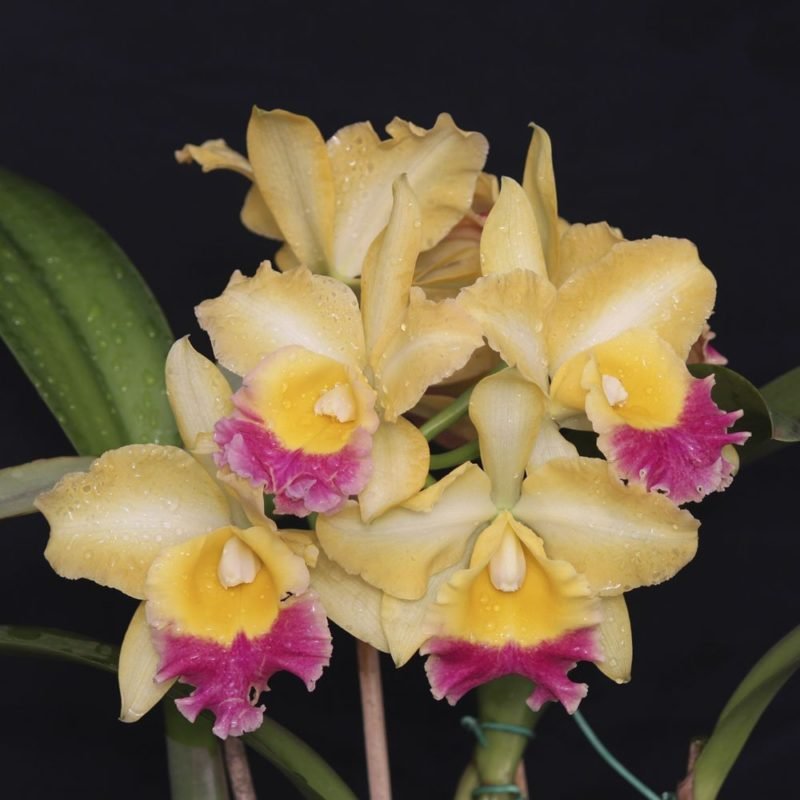 bc_turadont_araraquara_x_blc_orange_show_cloud_forest_x_blc_chunyeah_tzeng_wen_am_aos_206_1_20160805093621-3.jpg