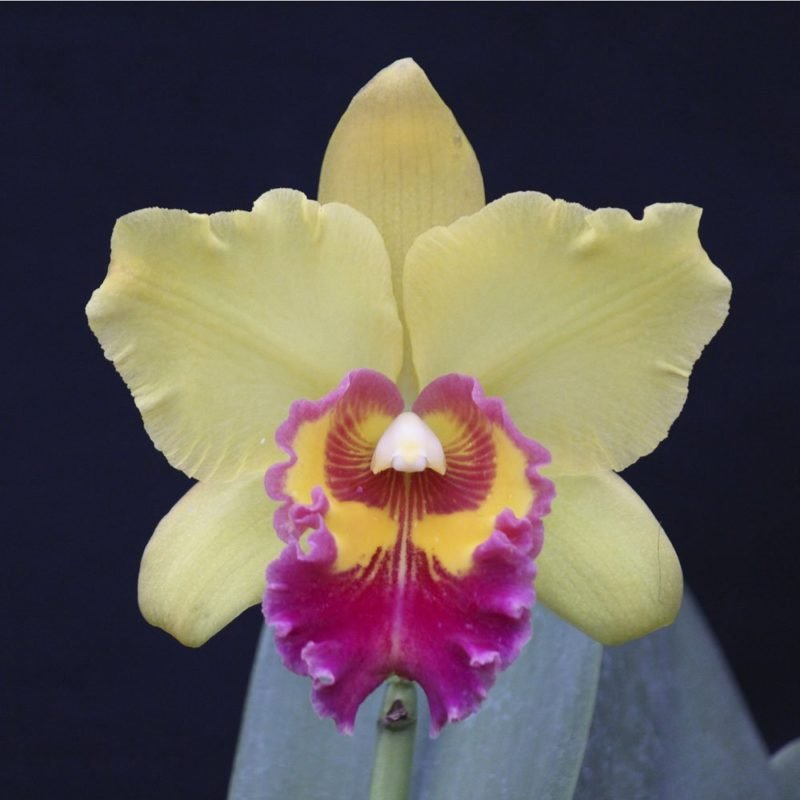 blc_saint_helena_sound_newberry_x_blc_toschie_aoki_robin_x_blc_rattanakosin_x_blc_vichitr_gold_x_blc_72_1_20160805114219-1.jpg