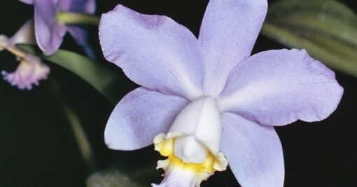 LC. NOBILE BLUE SKY COERULEA ADULTA