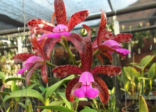CATTLEYA LEOPOLDI MARISQUEIRA - MUDA DE 5 A 10CM