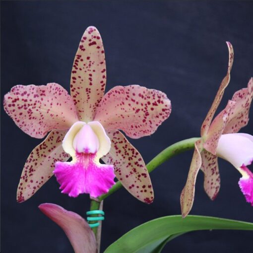 C. BRABANTIAE X BLC. WAIANAE LEOPARD “CHING–HUA” CORTE ADULTO