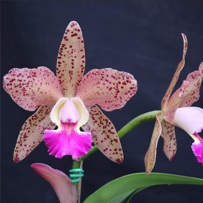 c_nobile_s_wax_toy_x_c_brabantiae_x_c_kerchoveana_x_c_schilleriana_n_1_460_1_20160804123530-1.jpg