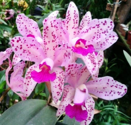 C AMETHYSTOGLOSSA NBS