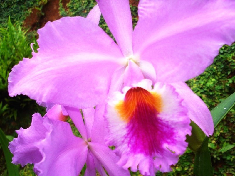 cattleya-labiata-dia-do-orquidofilo-2.jpg