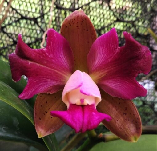 L. PURPURATA “SANGUINEA” X C. LEOPOLDII “TRI-LABELO” CORTE ADULTO