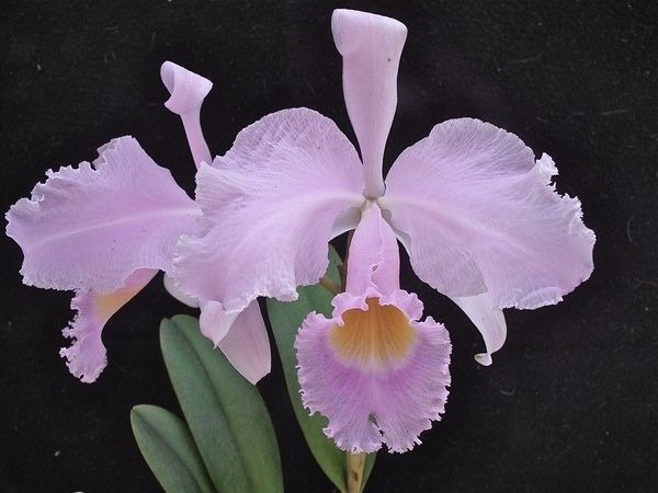cattleya-trianae-concolor-orquidea-adulta-D_NQ_NP_936007-MLB25697625476_062017-F-1-1.jpg