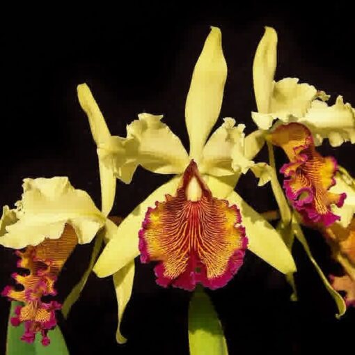 C. DOWIANA “AUREA” X C. LEOPOLDII “TRI LABELO” PRE ADULTA