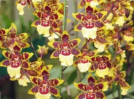 colmanara-1.jpg