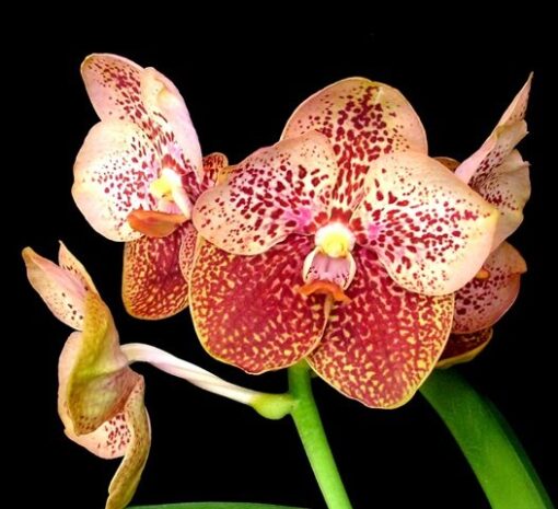 VANDA HAPPY SMILE `KULTANA´X V. INSIGNIS - V. MIMI PALMER MUDA