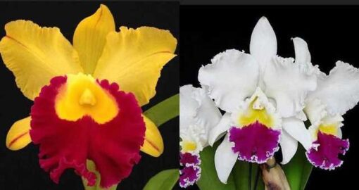 BLC. CHUNYEAH #17 X LC. MIKKIE NAGATA ORCHID LIBRARY Nº 1 ADULTA