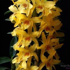 Dendrobium