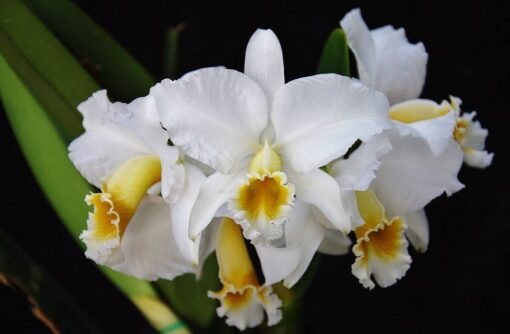 C.PERCIVALIANA ALBA X BLC.HAWAIIAN WEDDING MUDA