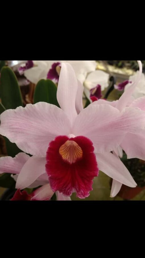 L.PURPURATA VINICOLOR X SIBLING  PRÉ ADULTA