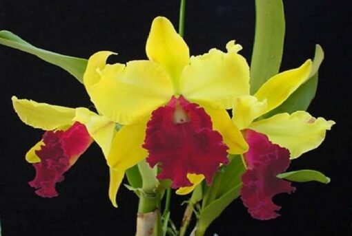 BLC. TOSHIE AOKI X L. TENEBROSA PRE ADULTA