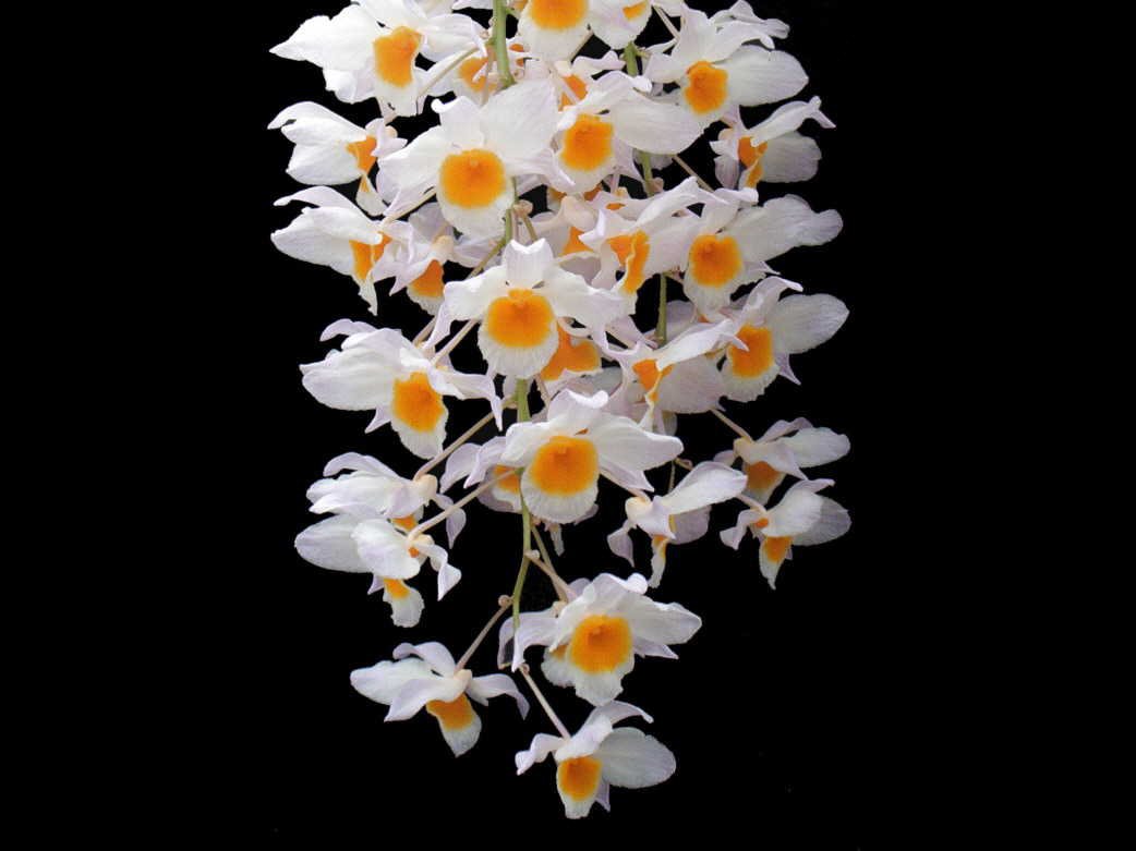 full_den-dendrobium-farmeri-1.jpg