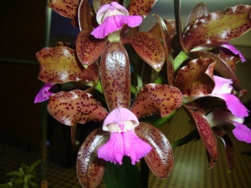 C. LEOPOLDI ADULTA