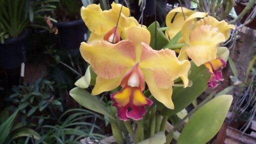 LC. ORCADE X BLC DELTA KING  PRÉ ADULTA
