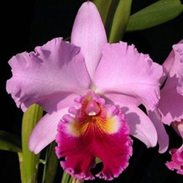muda_de_orquidea_blc_rose_whisper_suisei_155_pa_8465_1_20190521161503-1.jpg