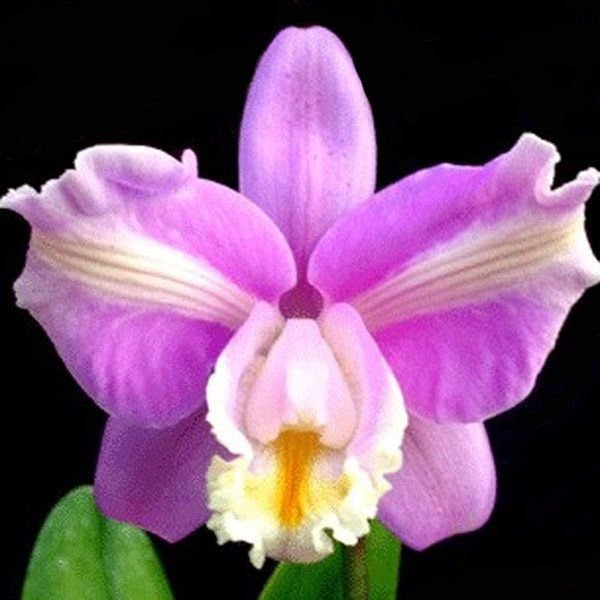 muda_de_orquidea_cattleya_harrisoniana_trilabelo_esp_053_2_8579_1_20190521161505-1.jpg