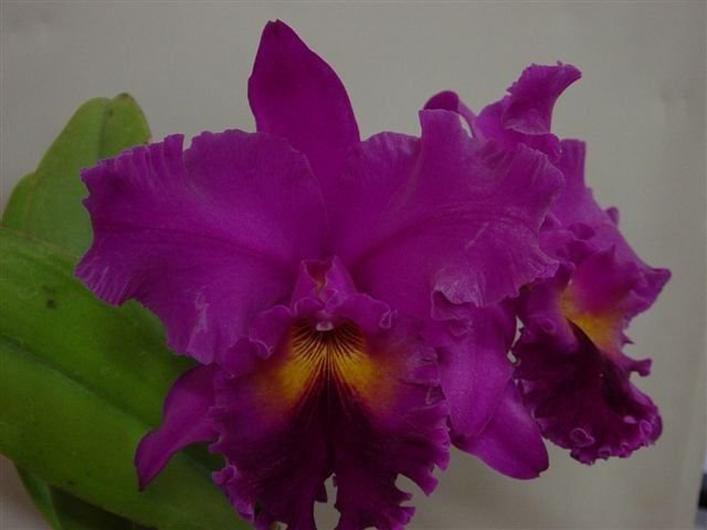 muda_de_orquidea_cattleya_lc_drumbeat_triumph_hcc_aos_x_bc_turandot_araraquara_x_lc_bonanza_floralia_6689_1_20190521161444-1.jpg
