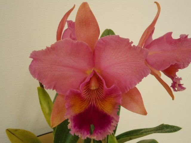 muda_de_orquidea_cattleya_lc_drumbeat_triumph_hcc_aos_x_lc_alfredo_martinelli_wanda_x_lc_festival_de_6705_1_20180413172151-1.jpg