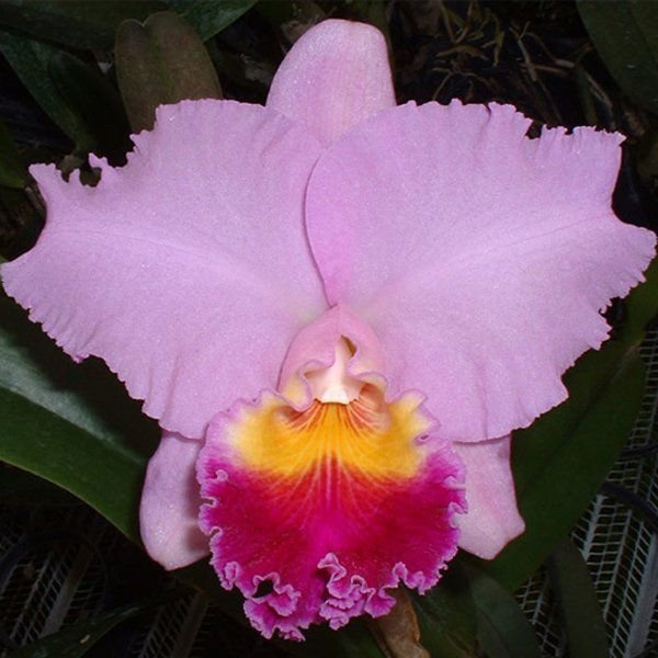 muda_de_orquidea_gorgeous_gold_pokai_x_pot_exotic_dream_n4_x_c_horace_maxima_8198_3_8377_1_20190126080034-2.jpg