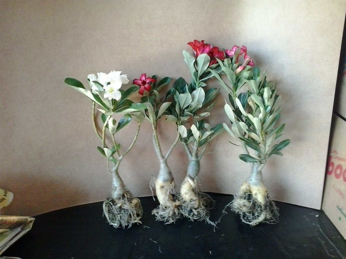 mudas-de-rosa-do-deserto-adultas-com-30-a-45cm-1.jpg