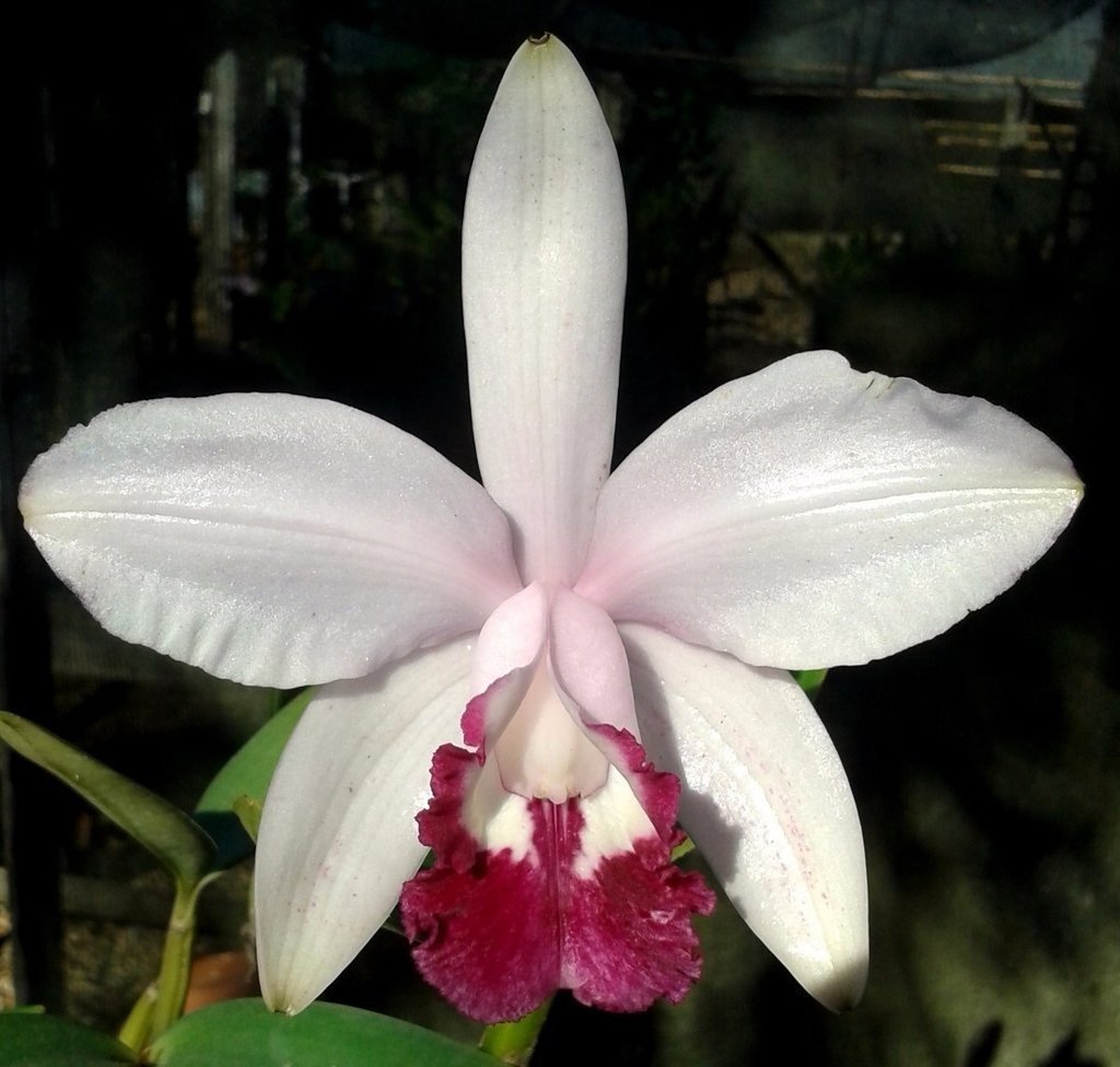 orquidea-cattleya-intermedia-vinicolor-raiz-nua-D_NQ_NP_889932-MLB28219543216_092018-F-1.jpg