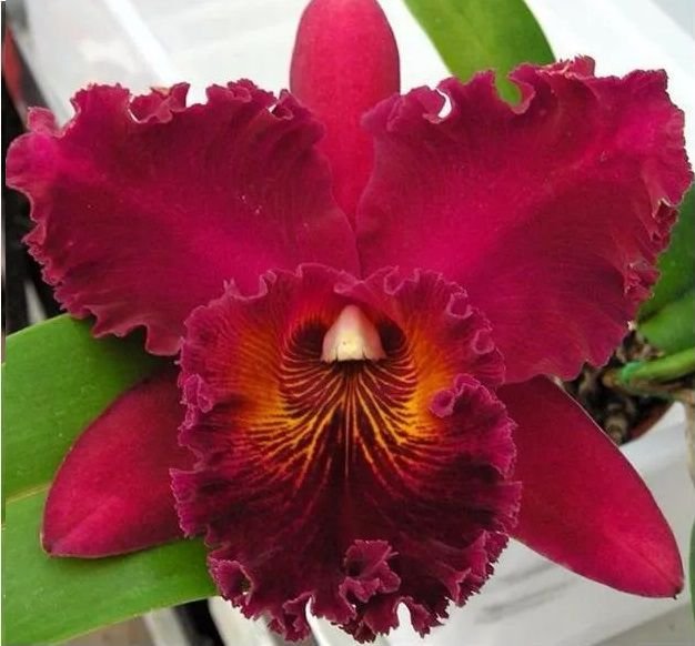 orquidea_cattleya_blc_chia_lin_new_city_453_1_20200706224513-1.jpg