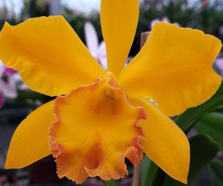 orquidea_cattleya_pot_twenty_four_carat_lea_427_1_20200607182148-1.jpg