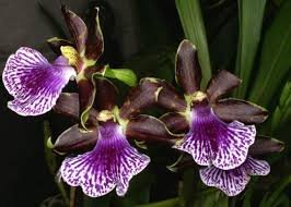 zigopetalum-1-1.jpg